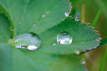 water droplet on a leaf