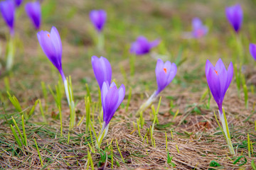crocus flowers