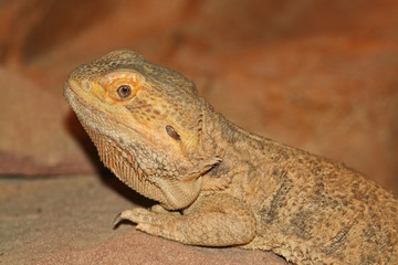 bartagame