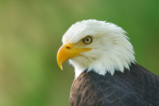 bald eagle