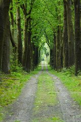 road through the forest