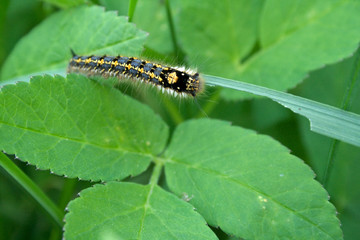 eating caterpillar