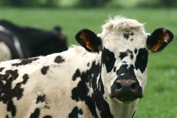 vache 6