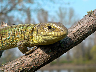 Obraz premium lizard