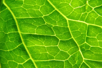 leaf close up