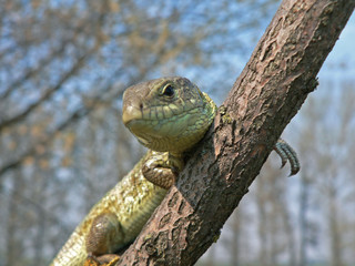 lizard