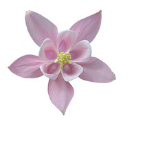 akelei