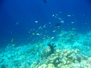 Fototapeta na wymiar podwodny
