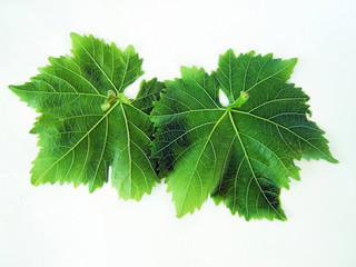 vine leaves