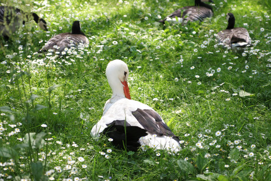 storch 01