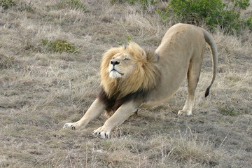 Fototapeta na wymiar lion rozciąganie