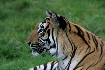 Fototapeta na wymiar tiger side profile