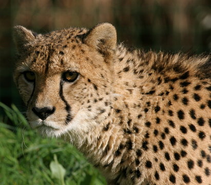 cheetah looking left © Karen Riley