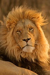 Obraz na płótnie Canvas duży samiec lwa