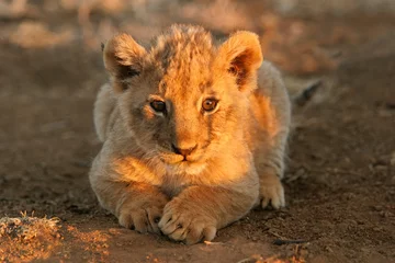 Crédence de cuisine en verre imprimé Lion lion cub