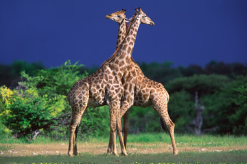 giraffes