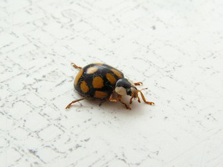 ladybug