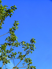 blue sky an tree