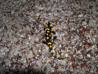 feuersalamander