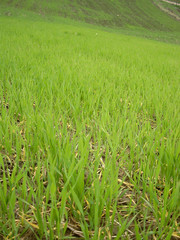wheat field