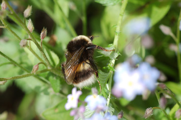 hummel
