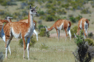 guanaco