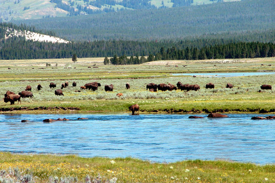 yellowstone buffalos