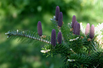 korea-tanne mit zapfen