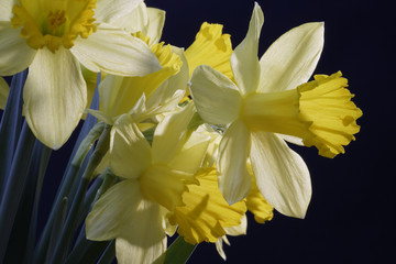 daffodil flowers in spring