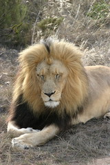 Fototapeta na wymiar lion sleeping