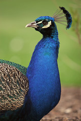 Obraz premium peacock turning head to left