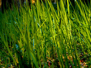 grass on morning light