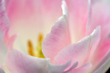Fototapeta na wymiar kwiat - różowy tulipan