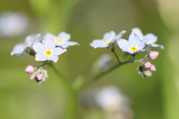 pink and blue flowers