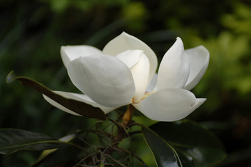 magnolia © nTripp