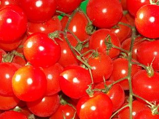tomates cerises