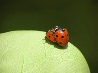 two loving ladybugs