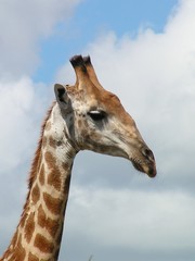 giraffe