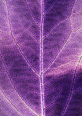 leaf negative