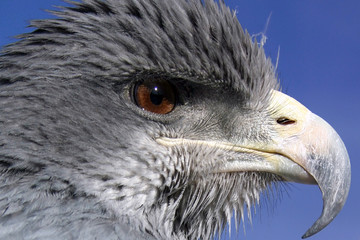 head of an eagle