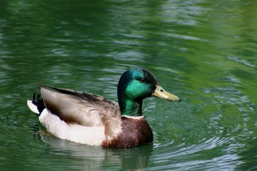 mallard duck in pond