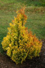yellow hybrid thuja 6646