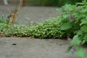 steine sind kein hindernis