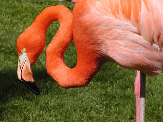flamingo