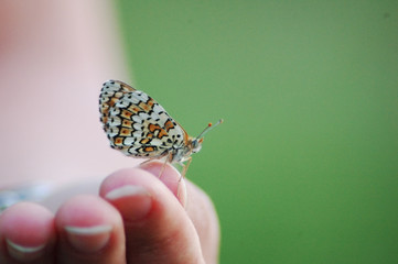 papillon sur une main