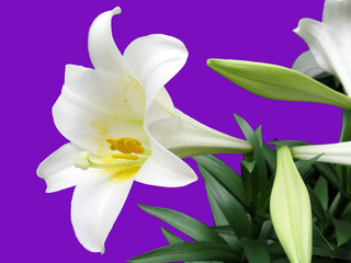 easter lilly