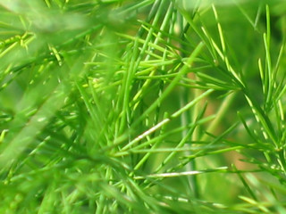 grass