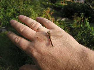 dragonfly on the hand