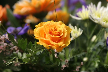 orange rose