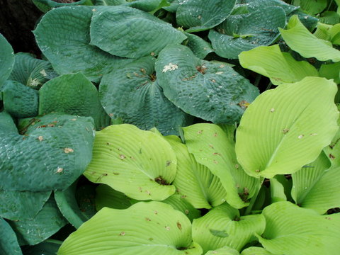 hosta leaves 3